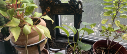 A picture frame surrounded by pothos and basil plants.